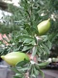 Argan